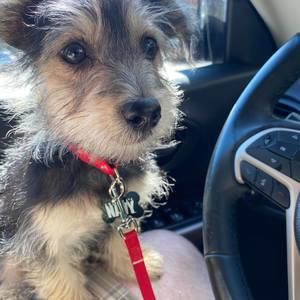 Meet your Posher, Frank